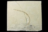 Cretaceous Primitive Eel (Enchelion) - Lebanon #162727-1